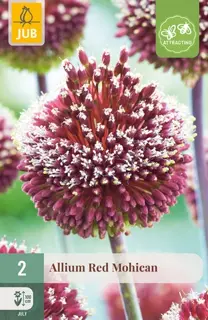 Alliumbollen Red Mohican - 2 stuks