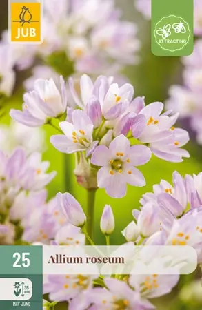 Alliumbollen Roseum - 25 stuks