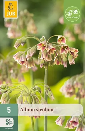 Alliumbollen Siculum - 5 stuks