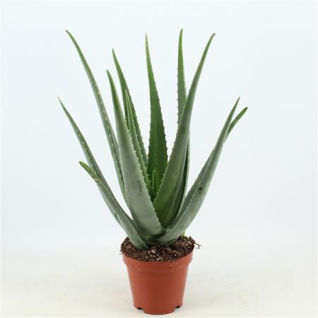Aloe Vera - hoogte 30 cm