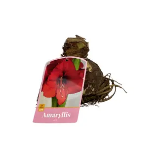 Amaryllis Bol Rood