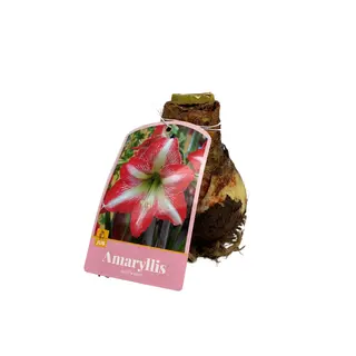 Amaryllis Bol Rood/wit