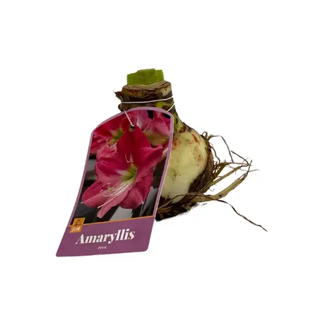 Amaryllis Bol Roze