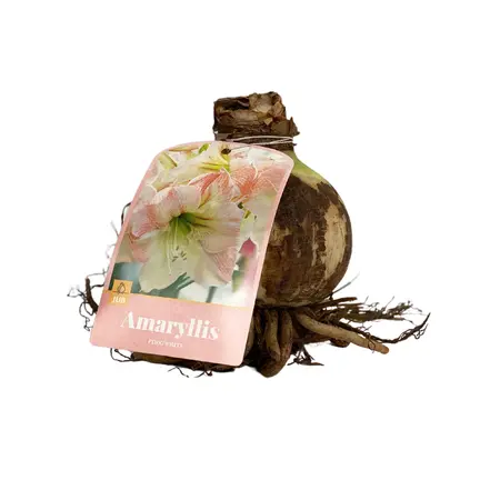 Amaryllis Bol Roze/wit