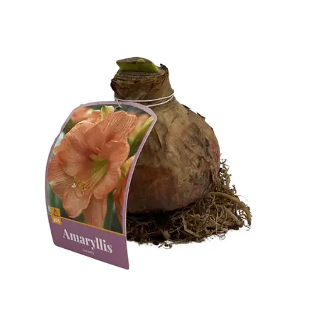 Amaryllis Bol Zalm