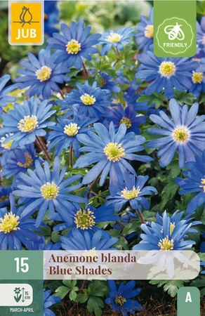 Anemone blanda Blue Shades - 15 bloembollen