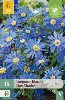 Anemone blanda Blue Shades - 15 bloembollen
