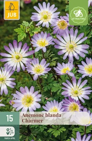 Anemone Blanda Charmer - 15 bloembollen