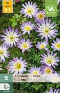 Anemone Blanda Charmer - 15 bloembollen
