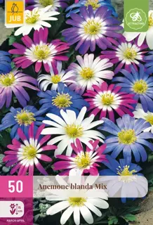 Anemone Blanda Mix - 50 bloembollen