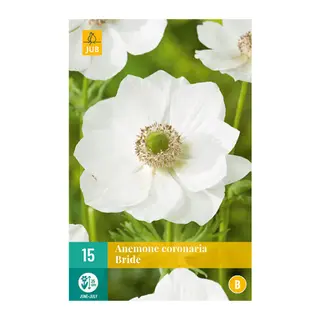 Anemone Coronaria Bride 15st