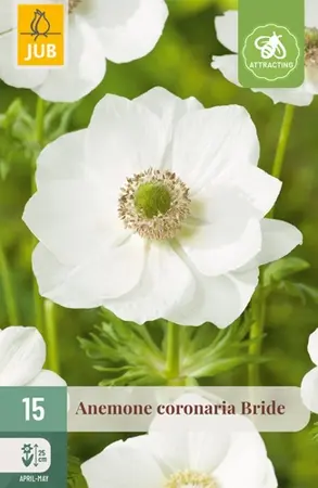Anemone Coronaria Bride - 15 bloembollen