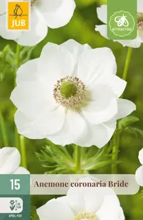 Anemone Coronaria Bride - 15 bloembollen