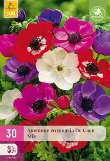Anemone Coronaria De Caen Mix - 30 bloembollen