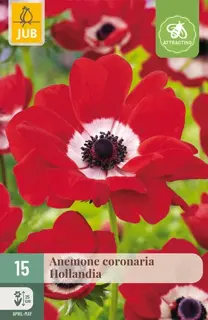Anemone Coronaria Hollandia - 15 stuks