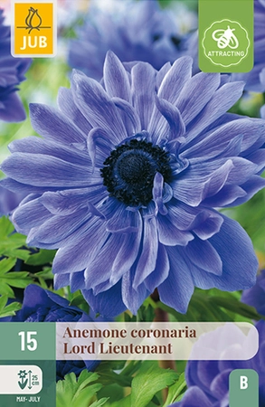 Anemone Coronaria Lord Lieutenant 15st