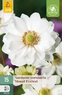 Anemone Coronaria Mount Everest - 15 bloembollen
