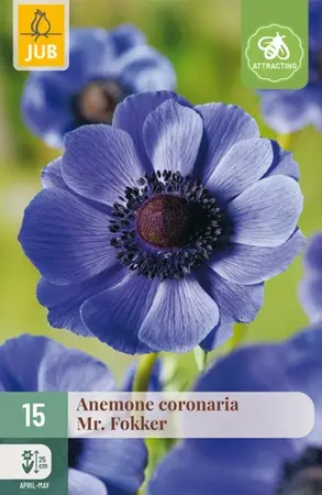 Anemone Coronaria Mr. Fokker - 15 bloembollen