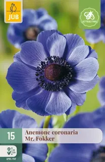 Anemone Coronaria Mr. Fokker - 15 bloembollen