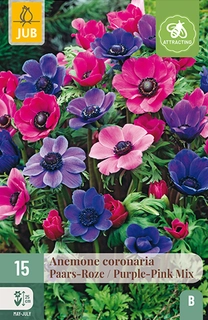 Anemone Coronaria Paars/Roze Mix - 15 bloembollen