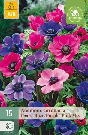 Anemone coronaria Paars-Roze Mix - 15 bloembollen