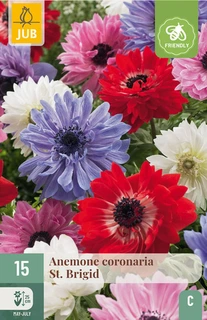 Anemone Coronaria St. Brigid - 15 bloembollen