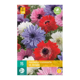 Anemone Coronaria St. Brigid - 15 bloembollen