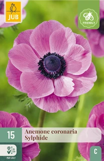 Anemone Coronaria Sylphide - 15 bloembollen