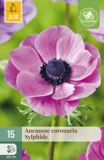 Anemone Coronaria Sylphide - 15 bloembollen