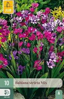 Babiana Stricta Mix 10st