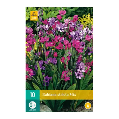 Babiana Stricta Mix 10st