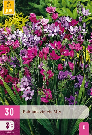 Babiana Stricta Mix 30st