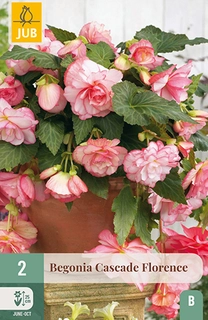 Begonia Cascade Florence 2st