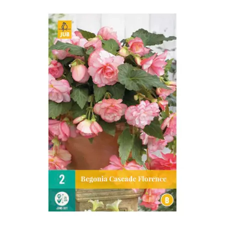 Begonia Cascade Florence 2st