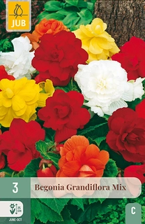 BEGONIA GRANDIFLORA MIX