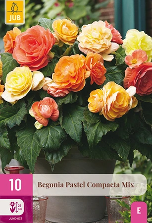 Begonia Pastel Compacta Mix 10st