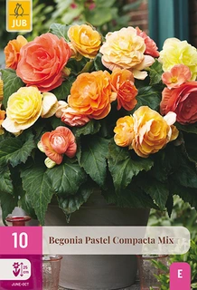 Begonia Pastel Compacta Mix 10st