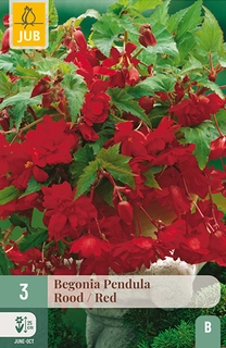 BEGONIA PENDULA ROOD