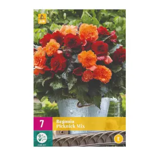 Begonia Picknick Mix 7st