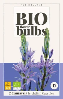 Camassia leichtlinii caerulea