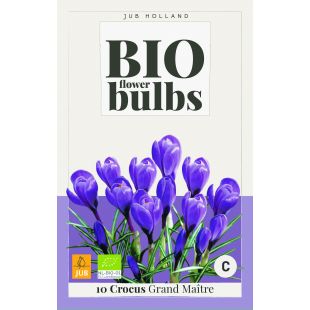 Bio Crocus Grand Maitre - 10 bloembollen