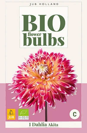 Bio Dahlia Akita 1st