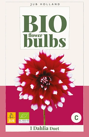 Bio Dahlia Duet 1st