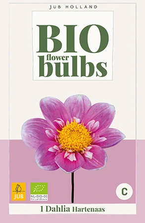 Bio Dahlia Hartenaas 1st