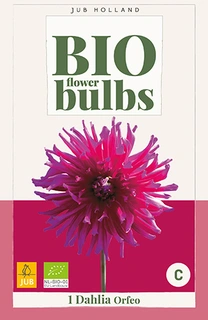 Bio Dahlia Orfeo 1st