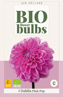Bio Dahlia Pink Pop 1st