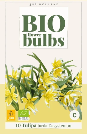 Tulipa Tarda - 7 bloembollen
