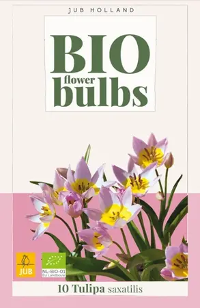 Biologische tulpenbollen 'Saxatilis' - 10 stuks
