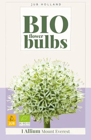Biologische alliumbol 'Mount Everest' - 1 stuk