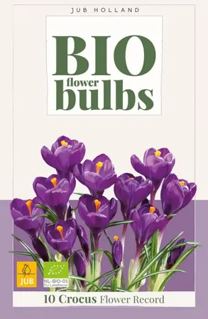 Biologische krokusbollen 'Flower Record'- 10 stuks
